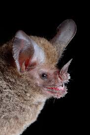 Image result for Cincinnobotrys speciosus