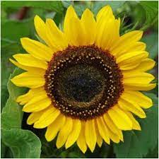 Henry Wilde Sunflower Seeds Helianthus Annuus Wildflower Seeds Sunflower House Red Sunflowers