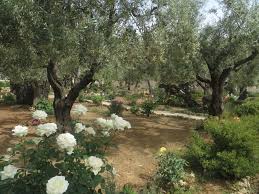 I Walked Today Where Jesus Walked Garden Of Gethsemane Outdoor Outdoor Decor