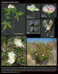 Image result for Gossypium