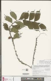 Image result for Dicranolepis buchholzii