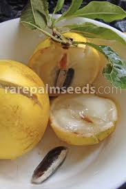 Seedlings produce fruit in as little as 3 years, with a full harvest in 5 years. Pouteria Caimito Abiu Buy Seeds At Rarepalmseeds Com