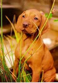Use the options below to find your perfect canine companion! Pin On Dog Lover