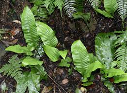 Image result for Lepisorus schraderi