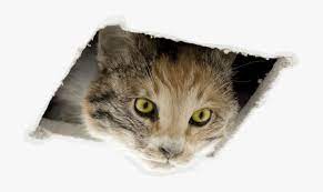 Check spelling or type a new query. Oh No Ceiling Cat Ate This Page Ceiling Cat Franco Mattes Hd Png Download Kindpng
