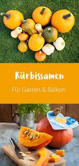 Kurbissamen Fur Garten Balkon Kurbis Pflanzen Garten Garten Pflanzen