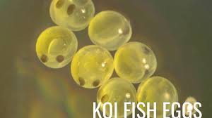 I say that you should look on the internet under images and find one you like! What Do Koi Eggs Look Like And Are They Fertilized