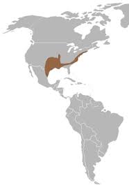 Check spelling or type a new query. Northern Cricket Frog The Animal Files