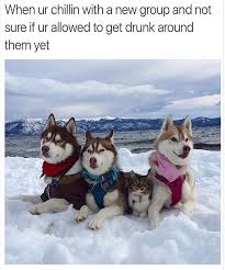 these cat memes are all you need on caturday funny animal memes funny animal pictures funny animals