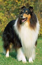 colley rough collie shetland sheepdog collie