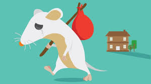 Kita hanya membahas cara mengusir tikus yang terbukti ampuh saja, seperti dengan metode kulit telur atau cuka. Cara Ampuh Mengusir Tikus Dijamin Aman Rumah Com