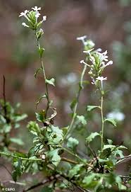 Image result for Plumbago zeylanica