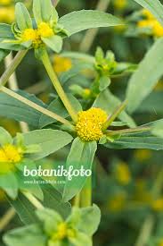 Image result for Flaveria trinervia