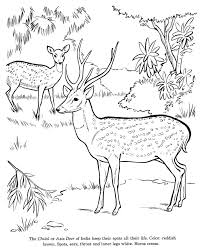 | deer coloring pages, realistic reindeer, deer pictures Free Printable Deer Coloring Pages For Kids