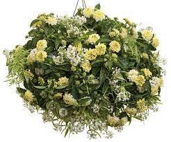 French Twist Proven Winners Container Flowers French Twist Proven Winner Combos