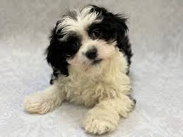 We have been helping pomeranian lovers throughout the us find their perfect fur babies for several years. Teddy Bear Puppies Petland Bradenton
