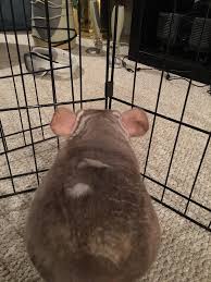 With male chinchillas, when the penis retracts, the loose fur can form a ring and knot fur that circles the penis. This Is My Chinchillas Back Fur What Am I Doing Wrong To Him And How Can I Fix It Chinchilla