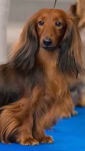 My Vanity Shows It Always Does Long Haired Dachshund Langharige Teckel Teckel Hond Teckels
