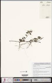 Image result for Heterotis decumbens