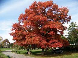 Scarlet Oak Quercus Coccinea Fast Growing Shade Trees Shade Trees Ornamental Trees