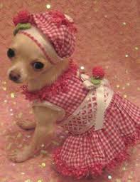 Kopek Kiyafetleri Icin 20 Fikir Kopek Kiyafet Hayvan Giysileri