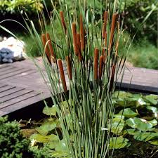 Image result for Typha capensis