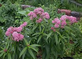East Coast Butterfly Gardening Part 1 Attracting Butterflies To Your Yard Swamp Milkweed Asclepias Incarnata Asclepias