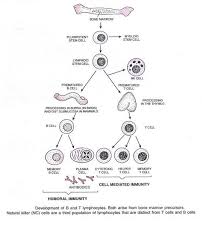 Immunity Types Components And Characteristics Of Acquired