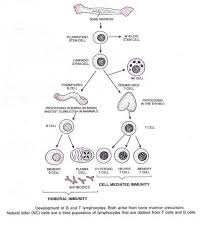 immunity types components and characteristics of acquired