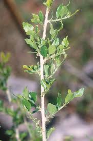 Image result for Erythrococca
