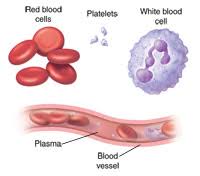 Image result for Red Blood Cell