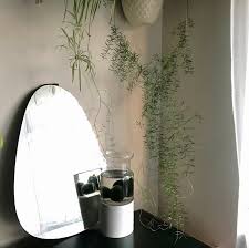 So what am i missing? A Hph Guide To Low Light Tolerant Houseplants Houseplanthouse