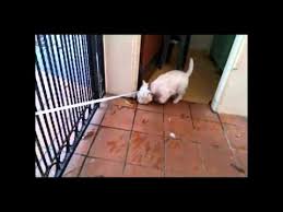 It is imperative that the dogs entering singapore are going to be treated in the same way. Bye Bye Sembawang Ava Quarantine Station Youtube