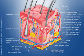 Webmd's skin anatomy page provides a detailed image of the skin and its parts as well as a medical definition. Labelled Diagram Of Human Skin Easy To Read Wiring Diagrams