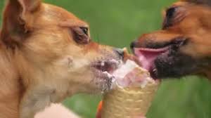 The safest way to serve strawberries is to wash them thoroughly and then cut the fruit up in small pieces to prevent choking and make it easier to digest. Ilmu Pengetahuan 5 Dog Eating Ice Cream Cone