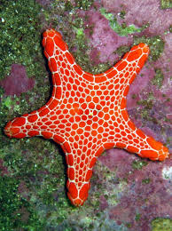 Sydney Sea Star | Beautiful sea creatures, Starfish, Ocean creatures