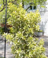 Image result for Euonymus
