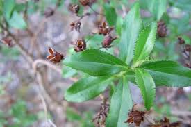Image result for Hypericum aethiopicum