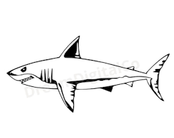 Free Free 50 Shark Bait Svg SVG PNG EPS DXF File