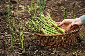 Learning how to grow asparagus is really easy and you'll enjoy the fruits of your labor for many, many years to come (about 20 for what you plant this year). How To Grow Asparagus Thompson Morgan