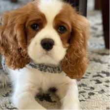 Cavalier king charles puppies near me. Adopt A Cavalier King Charles Spaniel Puppy Near Chicago Il Get Your Pet
