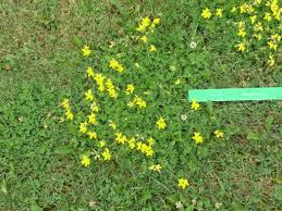 Maybe you would like to learn more about one of these? St Catharines Summer Flowers The Lone Coder Pegasoft Canada