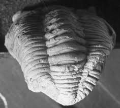 Image result for Chasmopodium