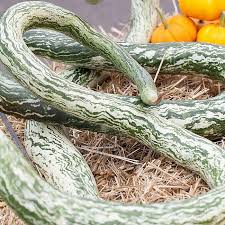 Image result for Lagenaria abyssinica