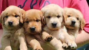 Beautiful golden retriever puppies for sale in turbeville, south carolina (sc). Golden Bells Golden Retriever Breeder Dog Breeder In Anderson Sc