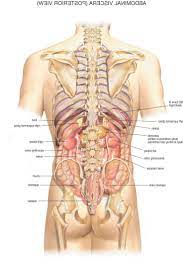 Human Stomach Anatomy Male Human Body Organs Human Anatomy Female Anatomy Organs