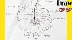 Ls of a flamboyant flower. How To Draw Hibiscus And It S Parts Labelled Diagram Of Hibiscus Flower Youtube