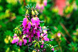 I have seen catalogs that advertise passion flower vine 'maypop' as being hardy to zone 5. Top 10 Winter Bloomers For Your Flower Garden Birds And Blooms