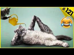 pin na doske koshki i koty