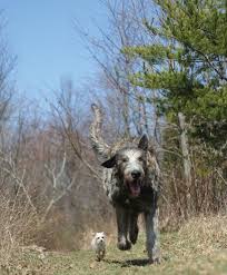 Have you ever wondered how much dna you share with the animals of the world? Genetics And The Shape Of Dogs American Scientist